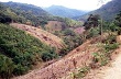 Đắk Lắk thu hồi, đình chỉ 21 dự án chuyển đổi rừng